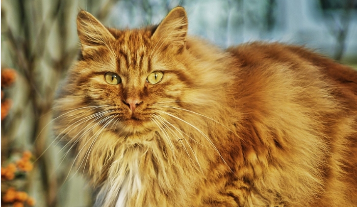 Flossie ist mit über 27 Jahren offiziell die älteste lebende Katze der Welt – Herzlichen Glückwunsch!